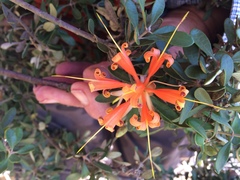 Lambertia inermis inermis