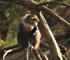 Cercopithecus mitis kolbi
