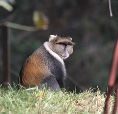 Cercopithecus mitis kolbi