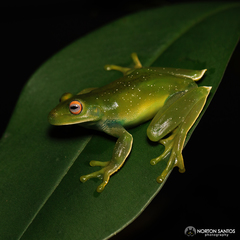 Aplastodiscus albosignatus