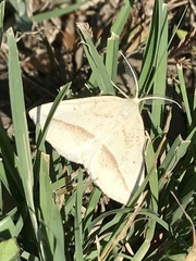 Lychnosea intermicata