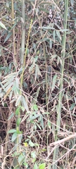 Phyllostachys makinoi
