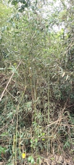 Phyllostachys makinoi