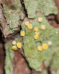 Coenogonium luteum