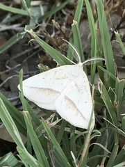 Lychnosea intermicata