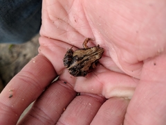 Physalaemus albonotatus