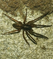 Segestria senoculata