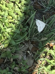 Lychnosea intermicata