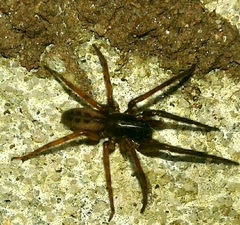 Segestria senoculata