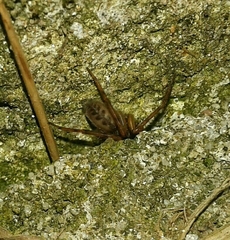 Segestria senoculata