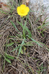 Ranunculus gramineus