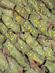 Coenogonium luteum