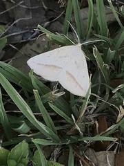 Lychnosea intermicata