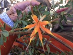 Lambertia inermis inermis