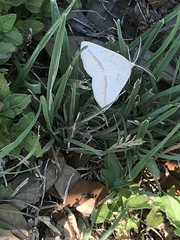 Lychnosea intermicata