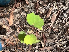 Erythrina vespertilio