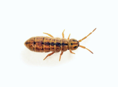 Isotomurus palustris