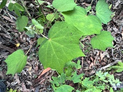 Erythrina vespertilio