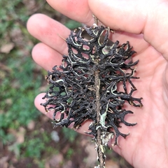 Hypogymnia inactiva