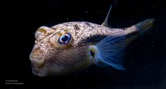 Torquigener pleurogramma