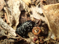 Scopodes tasmanicus