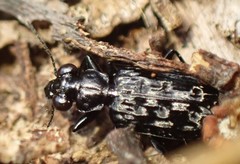 Scopodes tasmanicus