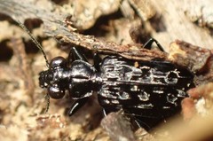 Scopodes tasmanicus