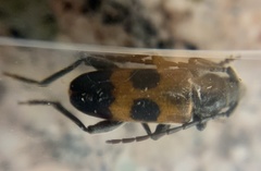 Semanotus conformis