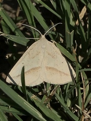 Lychnosea intermicata