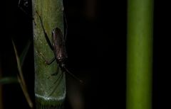 Notobitus