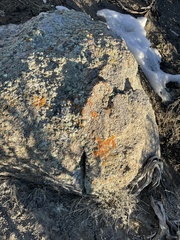 Xanthomendoza trachyphylla