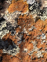 Xanthomendoza trachyphylla