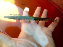 Atractosteus spatula