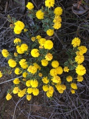 Acacia moirii