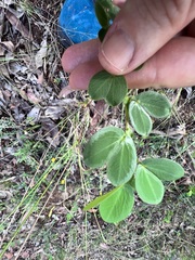 Chamaecrista rotundifolia
