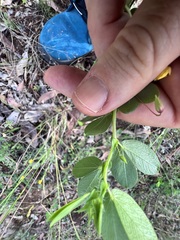 Chamaecrista rotundifolia