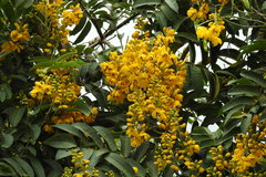 Senna viarum