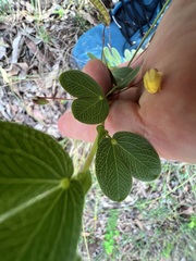 Chamaecrista rotundifolia
