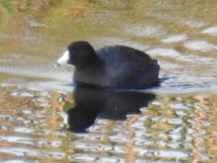 Fulica americana
