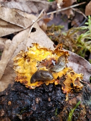 Prophysaon foliolatum