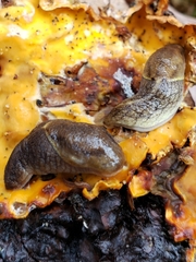 Prophysaon foliolatum