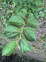 Grewia latifolia