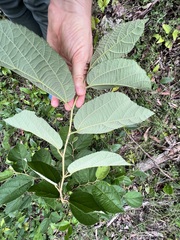 Grewia latifolia