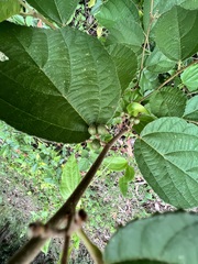 Grewia latifolia