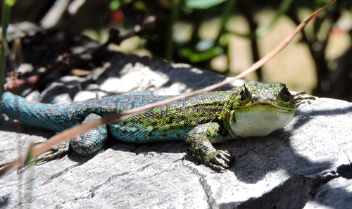 Thin Tree Iguana, Liolaemus tenuis