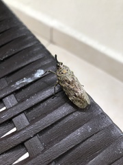 Enchophora sanguiflua