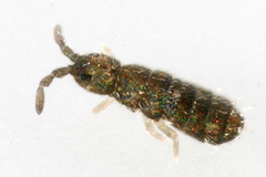 Pseudisotoma sensibilis