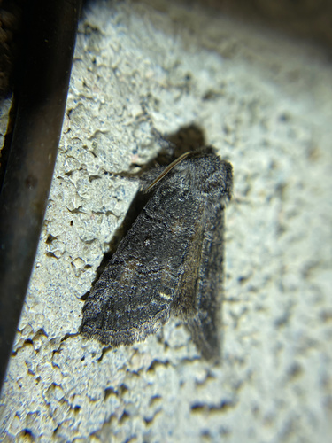 iNaturalist observation photo of Cutworms and Dart Moths