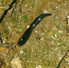 Kontikia ventrolineata