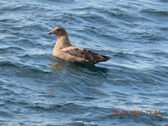 Stercorarius antarcticus